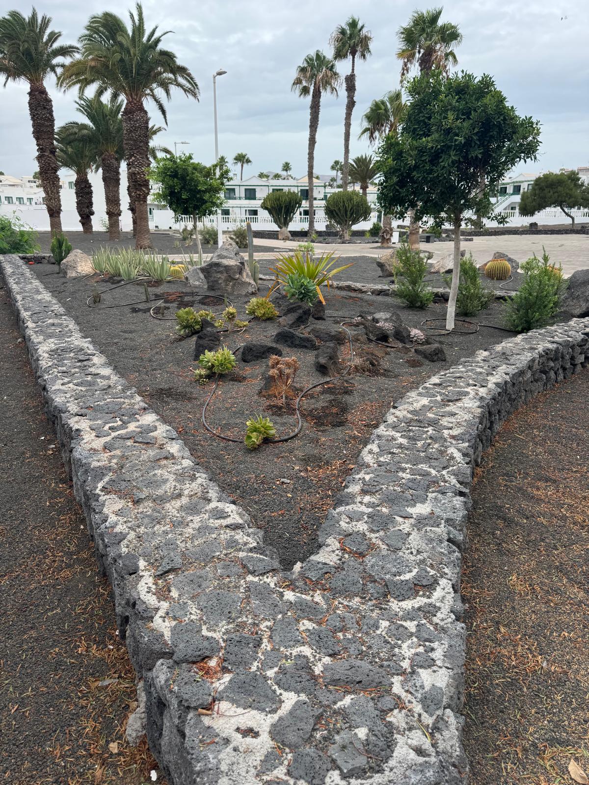 El Ayuntamiento de Tías planta especies nativas e incorpora zonas de sombra en la plaza Cruz Roja
