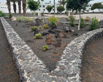 El Ayuntamiento de Tías planta especies nativas e incorpora zonas de sombra en la plaza Cruz Roja