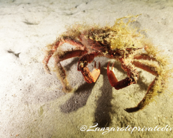 Lanzarote-private-diving-plongee-espagne-30-1