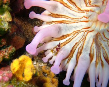 aquanautic-club-lanzarote-puerto-del-carmen-lanzarote-clublanzarote