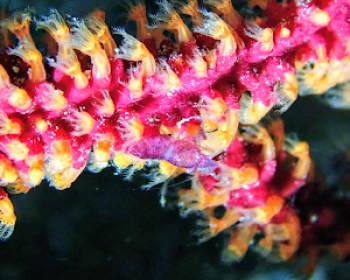 aquatis-diving-lanzarote-costa-teguise