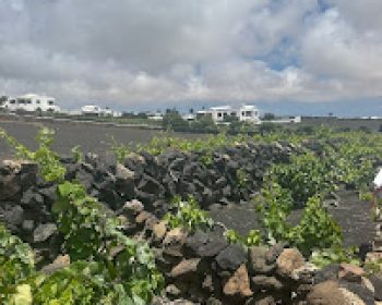 bodega-erupcion-tao-lanzarote-clublanzarote-8