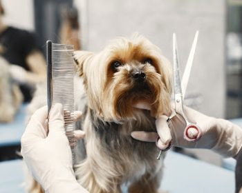 Woman shears a dog. Dog sitting on a couch. Breed Yorkshire Terrier.