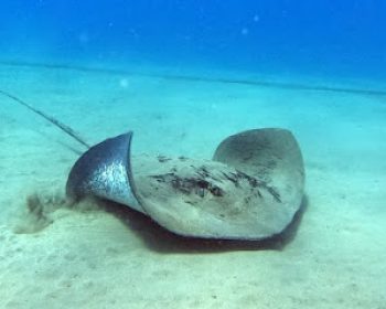 mojo-dive-tu-centro-de-buceo-en-lanzarote-puerto-del-carmen-clublanzarote