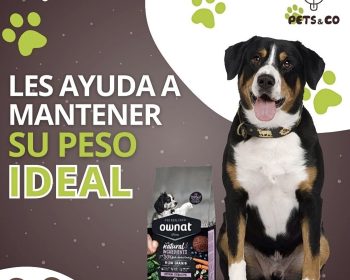 pet-and-co-csota-teguise-lanzarote-13