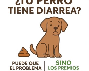 pet-and-co-csota-teguise-lanzarote