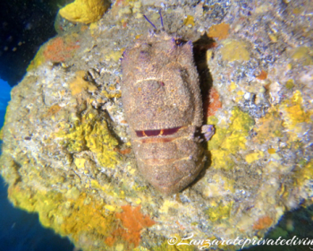 private-diving-lanzarote-costa-teguise-lanzarote-clublanzarote