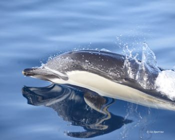 sea-safaris-lanzarote-puerto-calero-lanzarote
